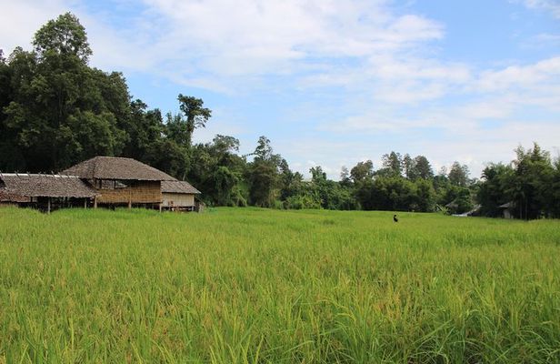 Private! Morning alms&Doi suthep&Wat Umong + Monjam & Hill tribe& Royal Project