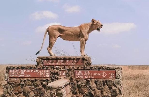 Nairobi National Park Half-Day Tour; Free Wi-Fi connection