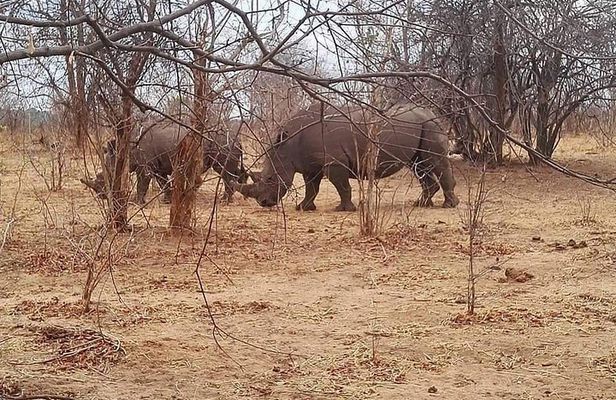 Game Drive and Rhino Walk