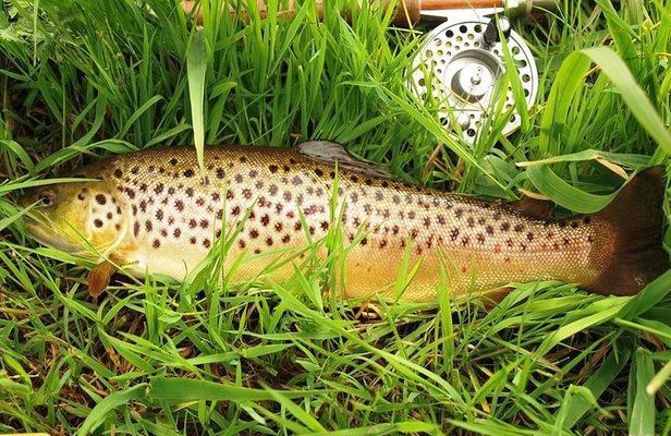 Wild Brown Trout fishing. Lough Corrib. French speaking Ghillie/Guide. Full day.