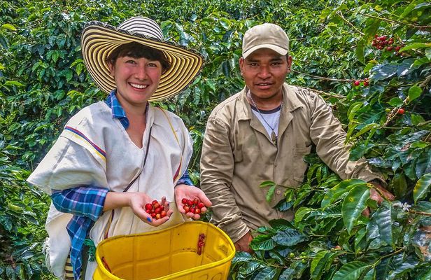 Cali: Coffee Tour - Discover the secrets of 100% Colombian coffee