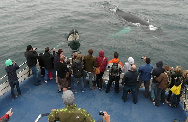 Newfoundland Puffin and Whale Watch Cruise
