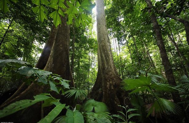 Los Haitises National Park Boat trip + Hiking 2 Hours in The Rain Forest
