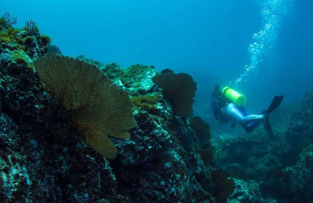 PADI Discover Scuba Diving in Sayulita No Certification Needed
