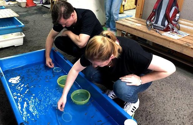 Yamato-Koriyama Castle and Goldfish Small-Group Tour from Nara