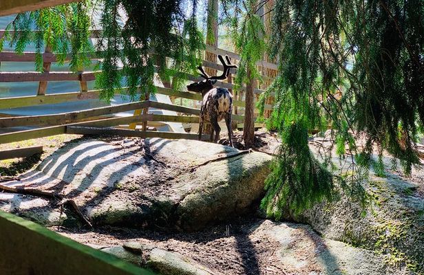 Reindeer Park & Horse Stables Safari