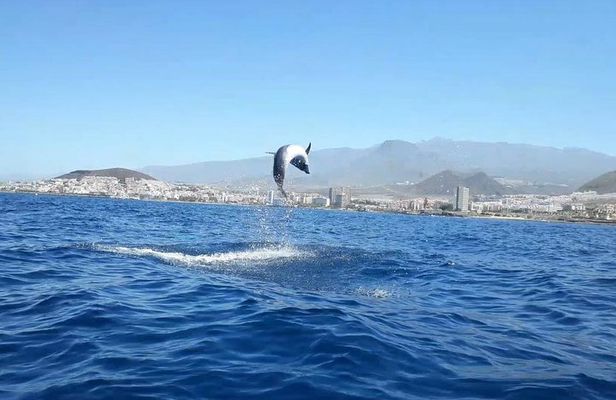 Tenerife by Kayak Adventure in small group 