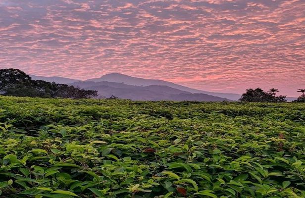 Private Custom Tour: Munnar tea estate Sightseeing with guide