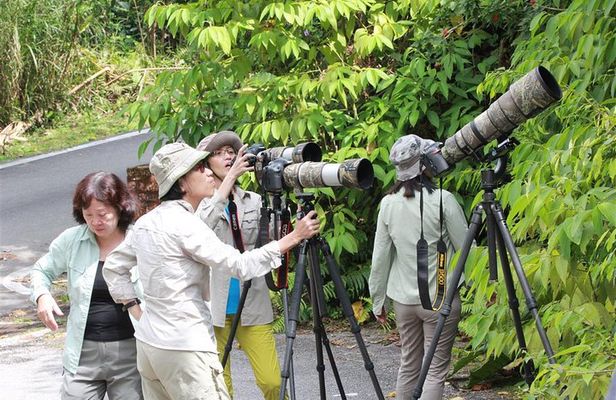 Fraser's Hill Bird-Watching & Nature Sightseeing Tour from Kuala Lumpur