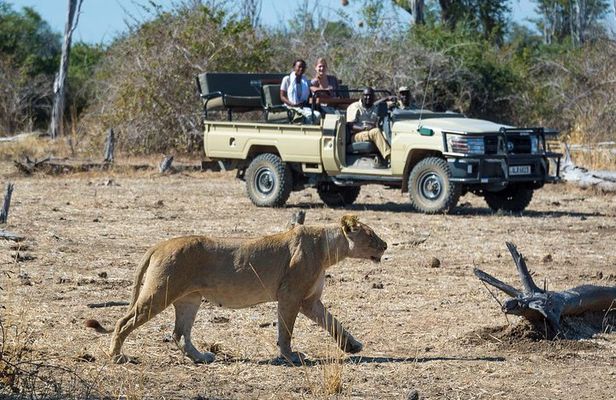 Victoria Falls : Chobe National Park Day Trip with (Buffet) Lunch