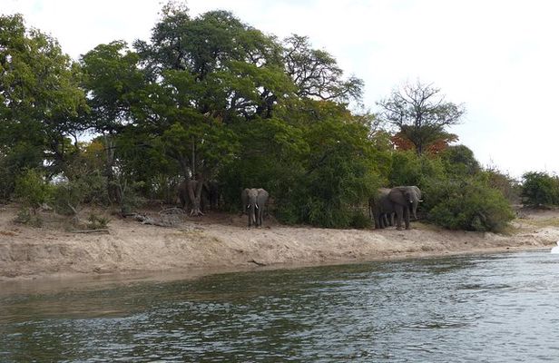 Chobe Full Day Trip