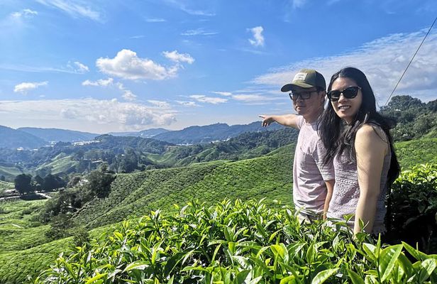 Cameron Highland Best Day Tour from Ipoh with Lunch ( Day Trip)
