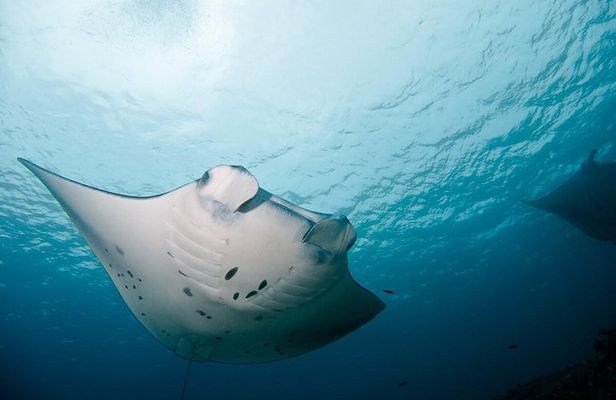 Nusa Penida Two Dives Trip for Certified Divers