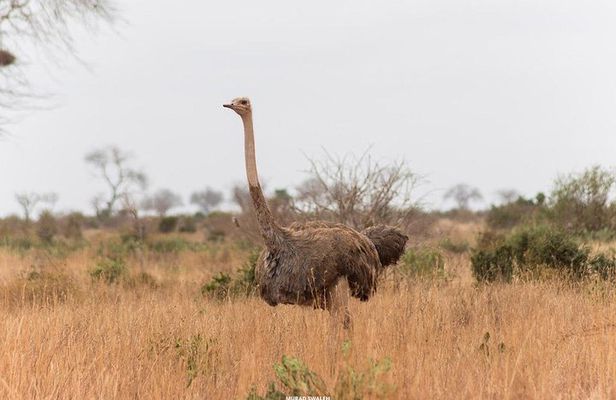 2 Days Taita Hills Game Sanctuary Saltlick Lodge