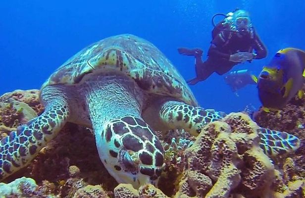 Discover Scuba Diving