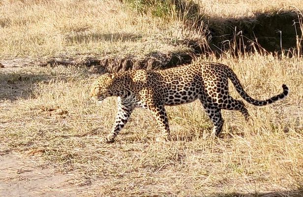 3 Days Masaai Mara Joining Safari
