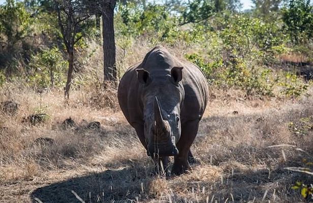 Game Drive And Rhino Walk