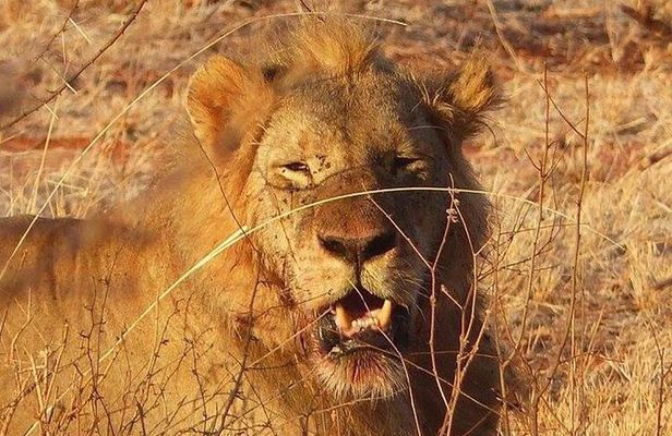 3 Days Mombasa, Taita Hills and Ngutuni Sanctuary Wildlife Safari
