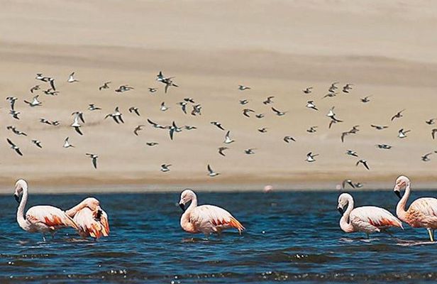 Private Full-Day Paracas Reserve and Ballestas Islands from Lima