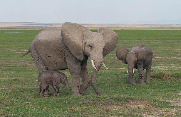 3 Days Tsavo East, Taita Hills Saltlick and Amboseli Kenya Safari