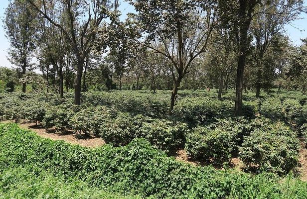 Visit Arusha Coffee Plantation Day Tour