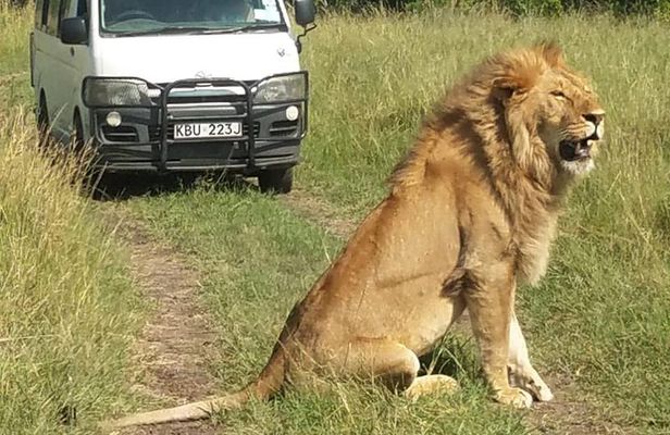 3 days Masai Mara wildebeest Migration Budget Safari