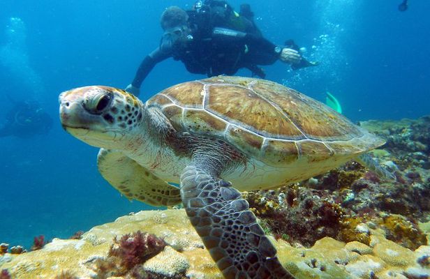 Half-Day Diving in Sal