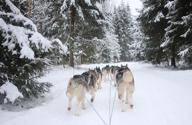 Husky Dog Sledding Tour From Riga