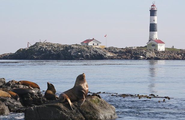 Victoria Marine Wildlife Tour