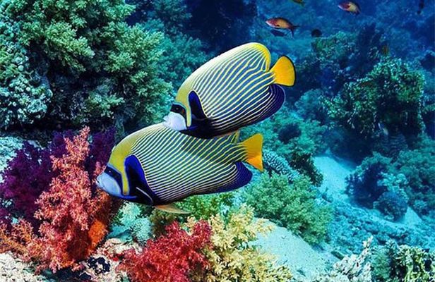All Ticket Inclusive-Blue Lagoon Snorkeling-Ubud Monkey Forest & Ubud Waterfall
