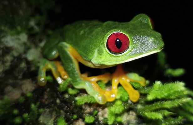 Jungle Night Tour