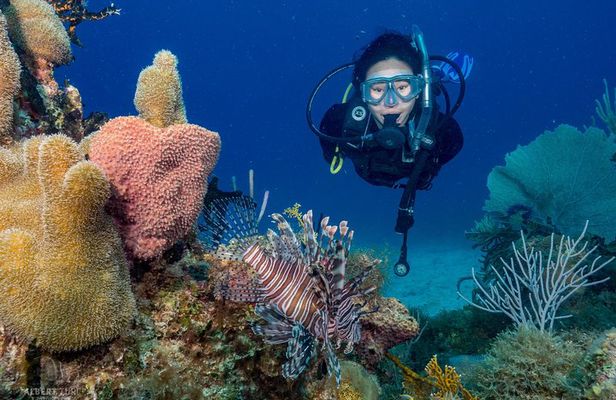 Private Bayahibe 3 Tank Diving with Lunch from Punta Cana