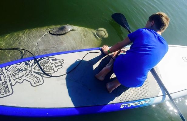 Paddle Board or Kayak Eco Dolphin Manatee Tour