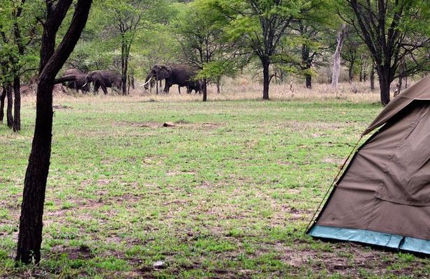 2 days budget safari (Tarangire)