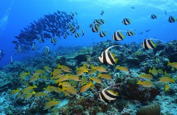 Full Day Maldives Adventure