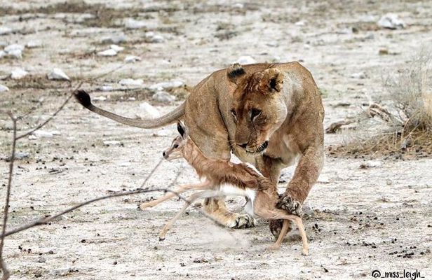 6 Day Sand, Sea & Etosha Budget Camping Safari