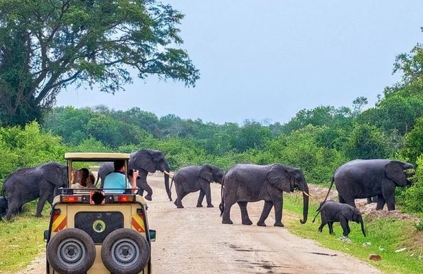 Private 02 Day Leopard Safari in Yala from Colombo