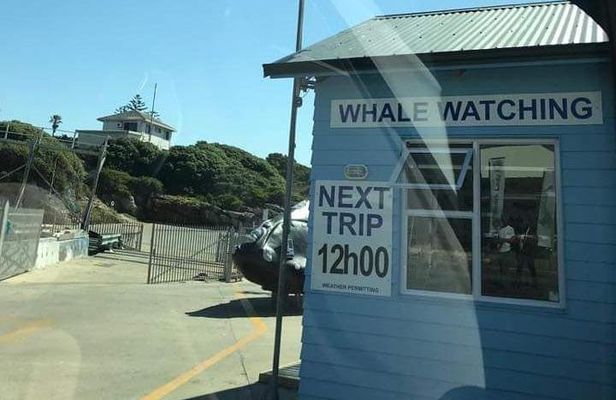 Whale Watching in Hermanus