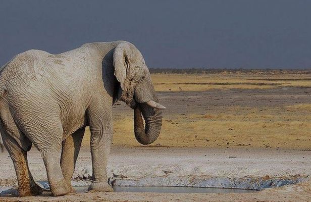 06 Days Etosha, Swakopmund and Sossusvlei | Guided Lodge