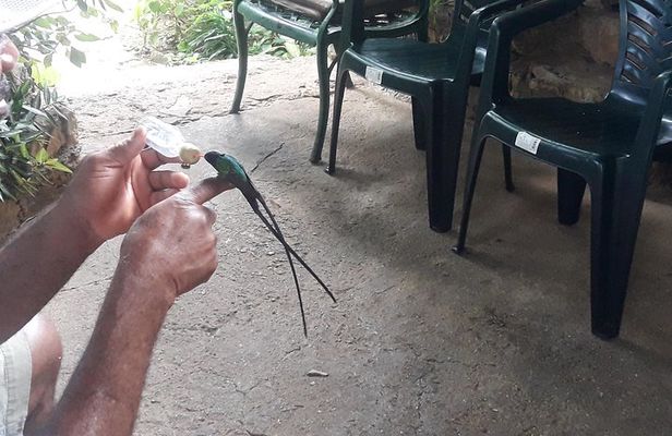 Private Rockland Bird Sanctuary Tour from Montego Bay 