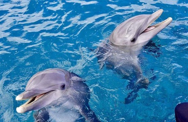 Private Speed Boat & Swim With Dolphins & Water Sports-hurghada