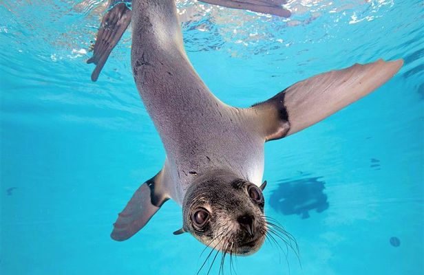 New England Aquarium Admission Ticket