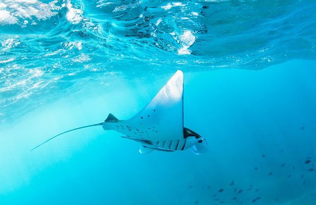 West Nusa Penida & Snorkeling Private Full day Tour