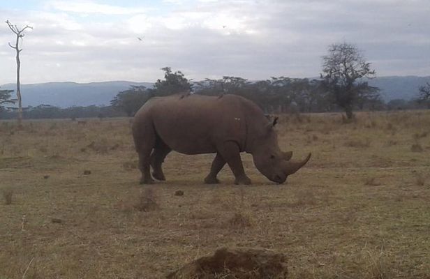 4 Days Maasai Mara and Lake Nakuru Unforgettable Safari