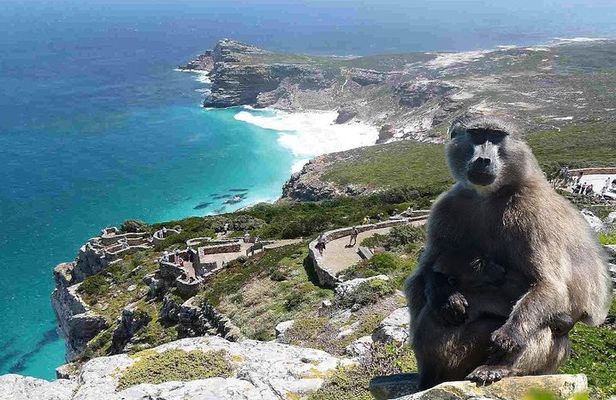Full Day Cape Peninsula Tour in Private Car