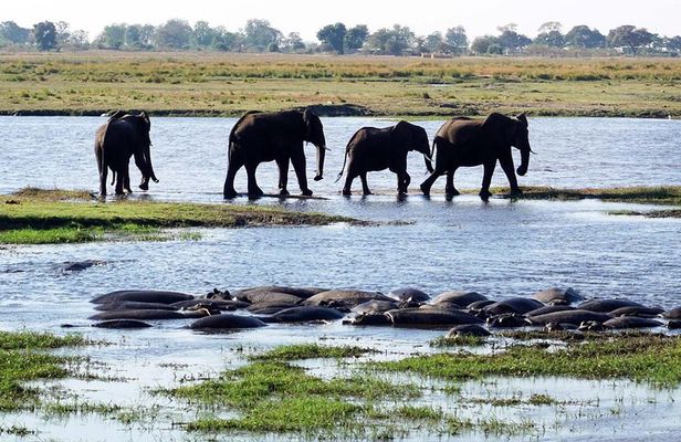 Chobe Day Safari From Victoria Falls