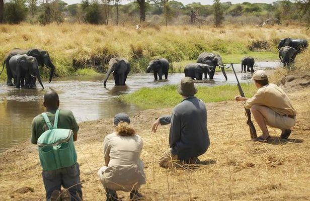 Three days Mikumi National Park, game drive and walking safari inside the park