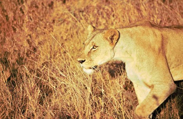Nairobi National Park Half Day Tour