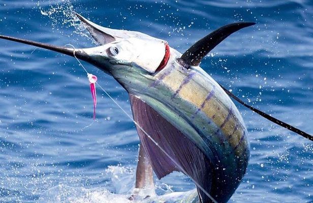Deep Sea Fishing (Street Food and Beer Included)