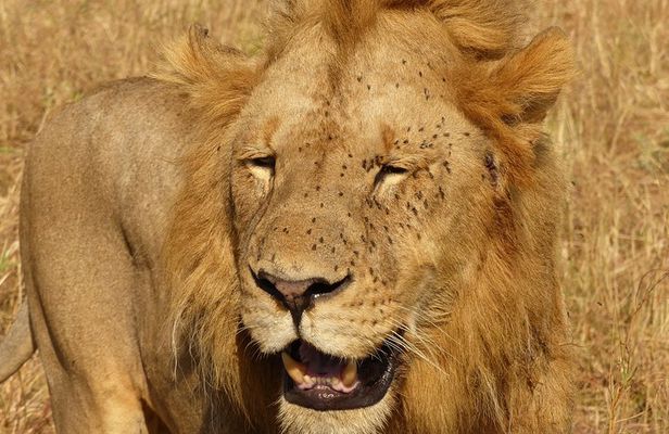 3 Day - Tarangire, Ngorongoro Crater Lake Manyara- Mid - Range